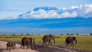 Elefanten in Kenia haben den besten Blick auf den Kilimanjaro