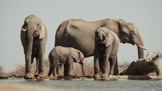 Elefantenfamilie im Madikwe Wildreservat