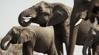 Imposante Elefantenherden im Kruger National Park