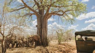 Safari auf Augenhöhe