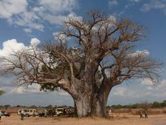 Baobab tree in Tanzania