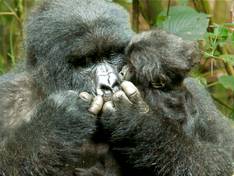Silverback Gorilla in Rwanda
