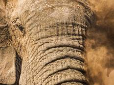 Elephant in the Addo Nationalpark.