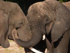 Elephants in the Addo National Park