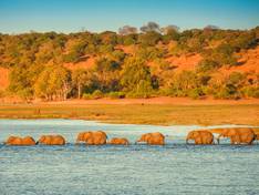 Elephants at the Chobe River