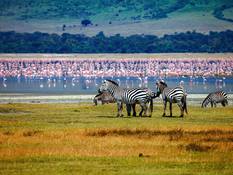 Flamingos and zebras in Ngorongoro Crater