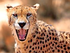 Cheetah in Chobe National Park