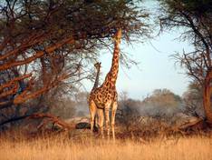 Giraffe in Hwange National Park, Zimbabwe