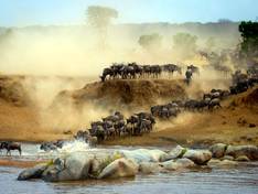 Gnu migration in the Serengeti