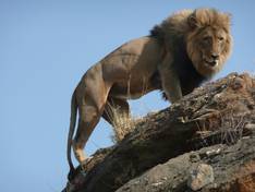 Lions in the Kruger National Park