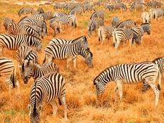 Herd of Zebra.
